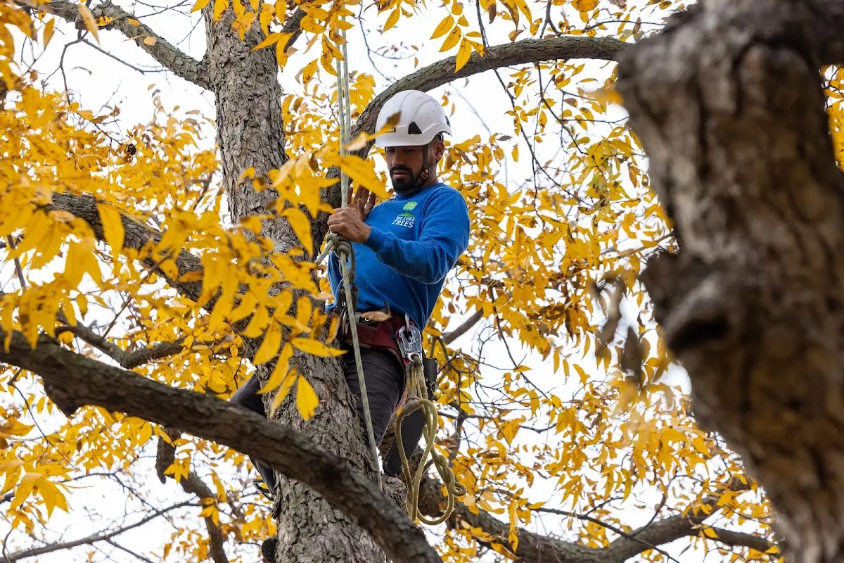 Skilled Tree Transplanting crew working in Willet